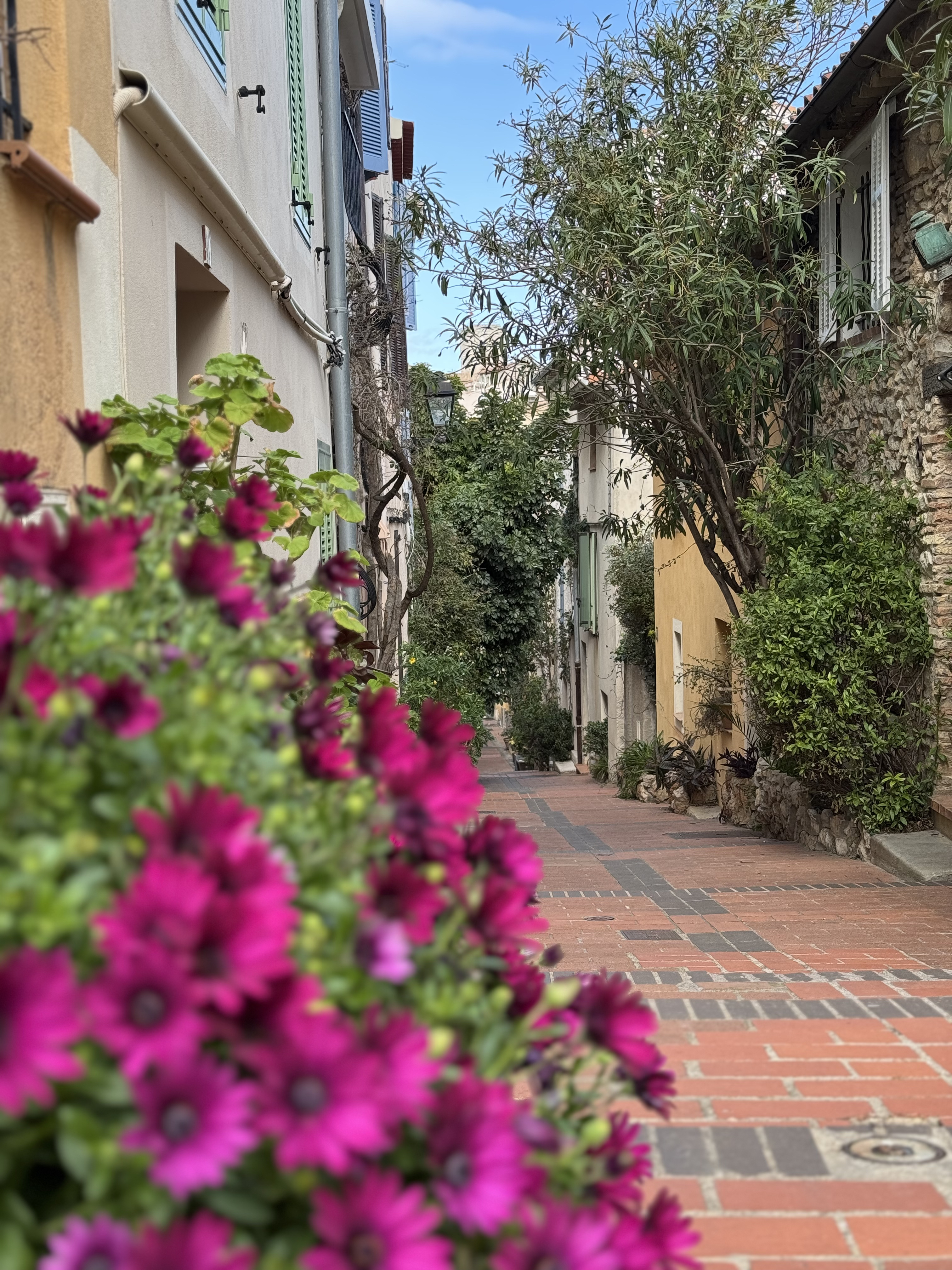 View of rue du bas castelet antibes during walking tour with pink flowers